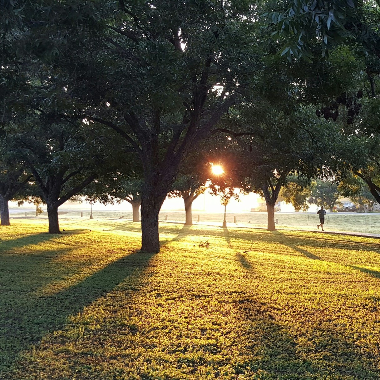 Beautiful-sunset-view-in-between-trees